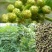 花椒苗南强二号大红袍九叶青花椒苗基地果苗