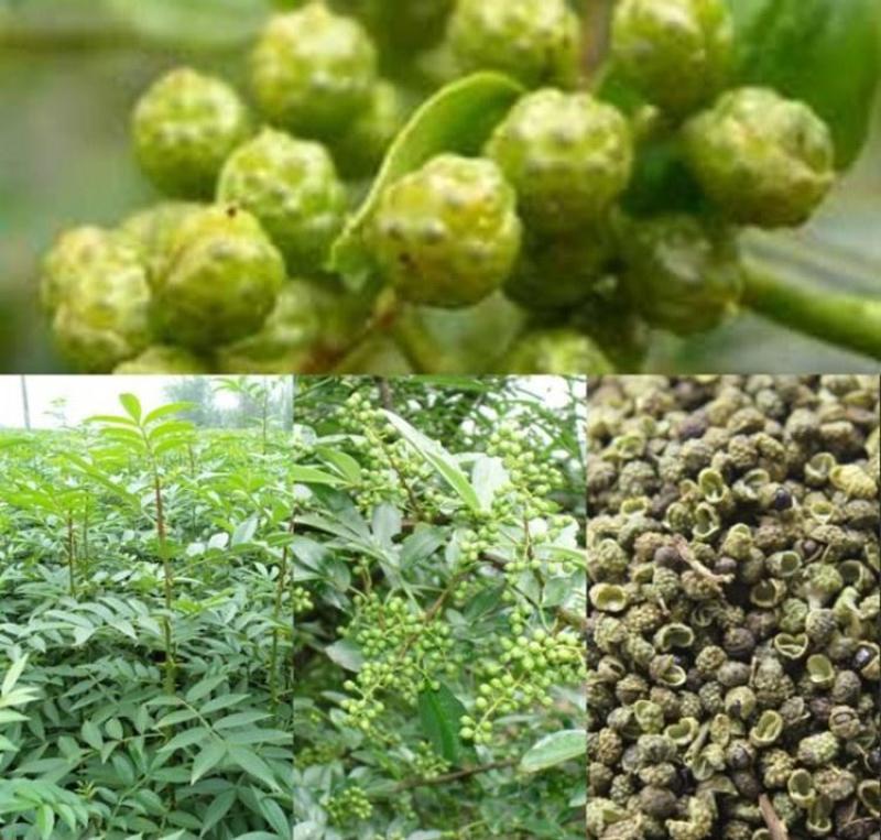 花椒苗南强二号大红袍九叶青花椒苗基地果苗