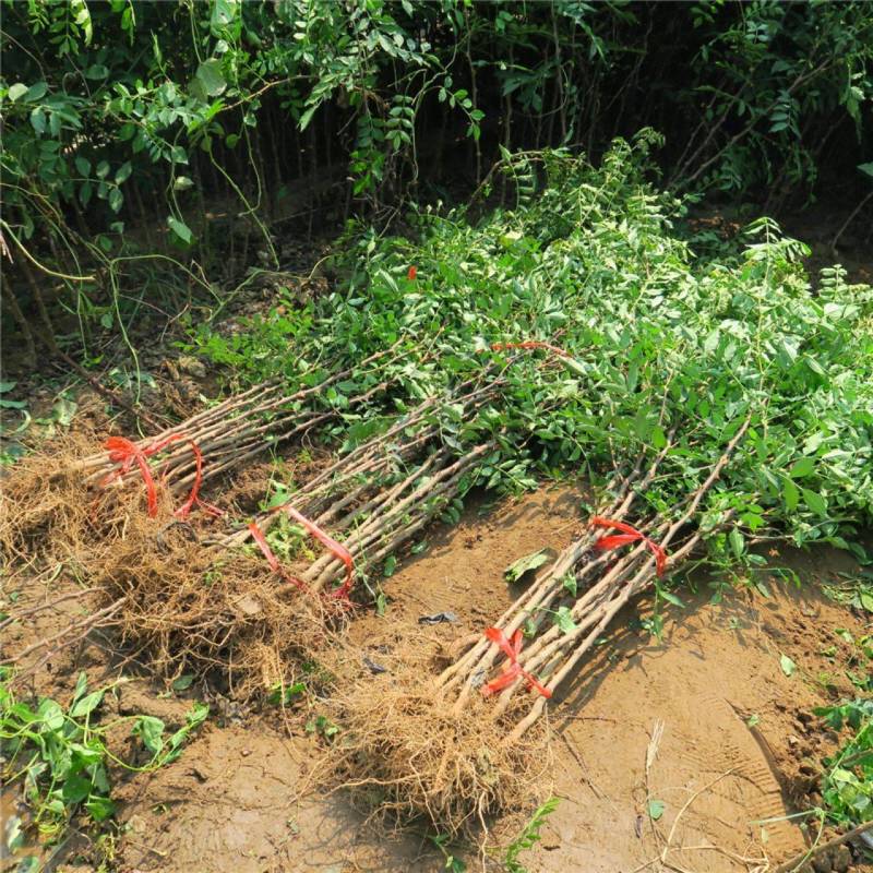 花椒苗南强二号大红袍九叶青花椒苗基地果苗