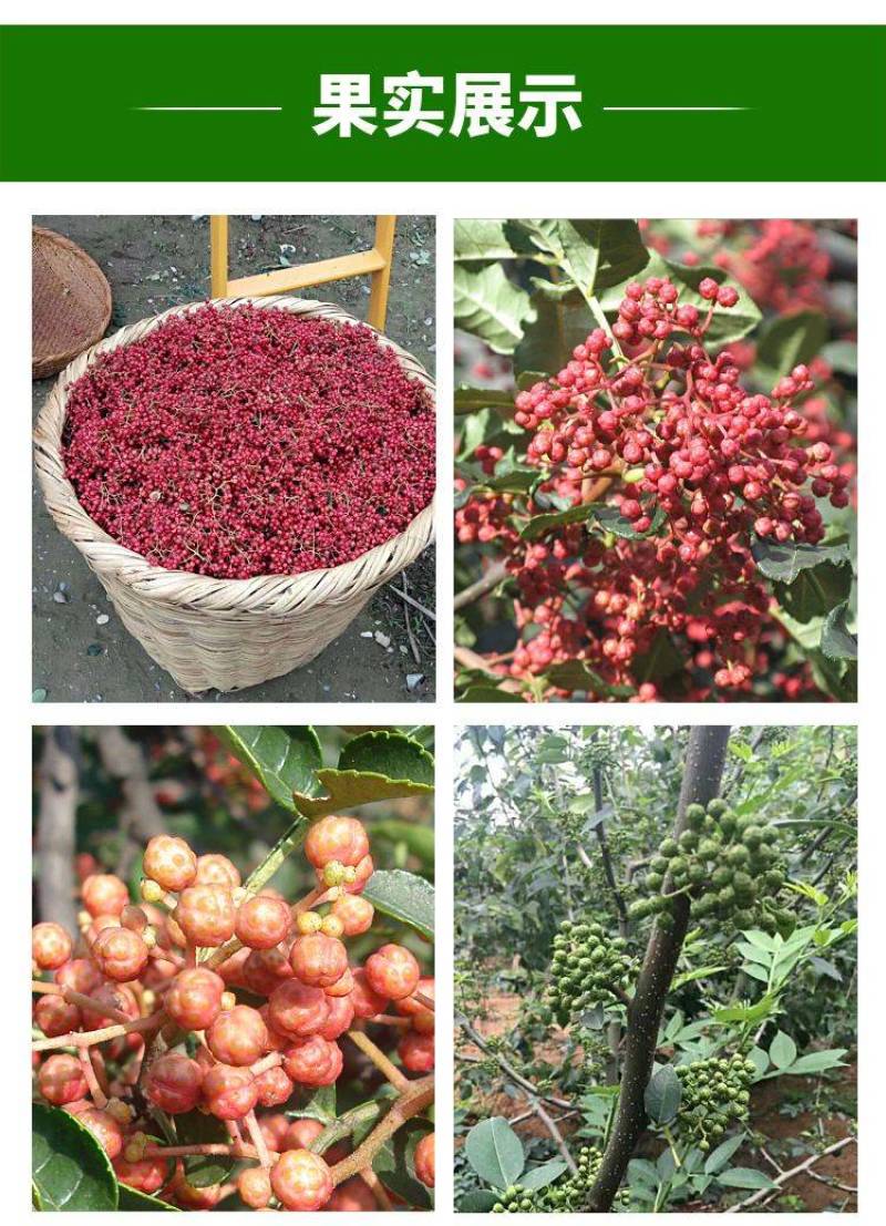 花椒苗南强二号大红袍九叶青花椒苗基地果苗