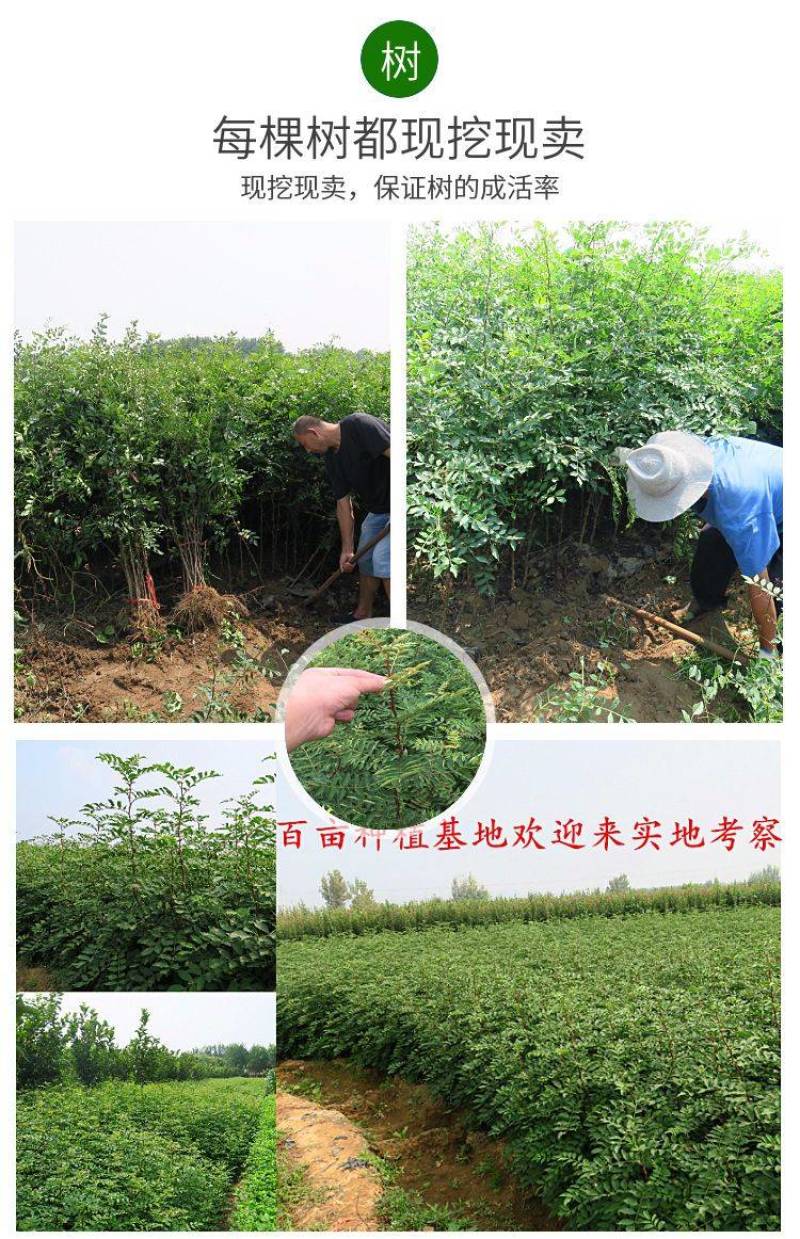 花椒苗南强二号大红袍九叶青花椒苗基地果苗
