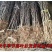 花椒苗南强二号大红袍九叶青花椒苗基地果苗