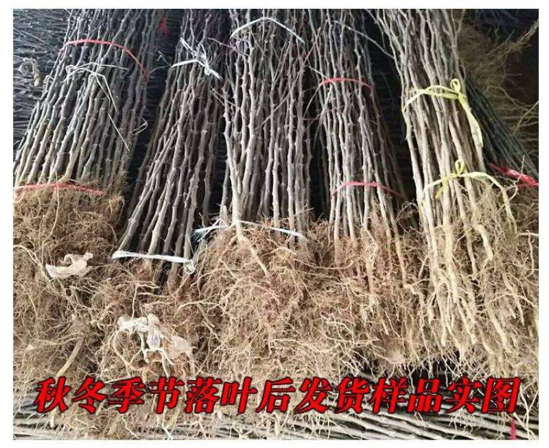 花椒苗南强二号大红袍九叶青花椒苗基地果苗