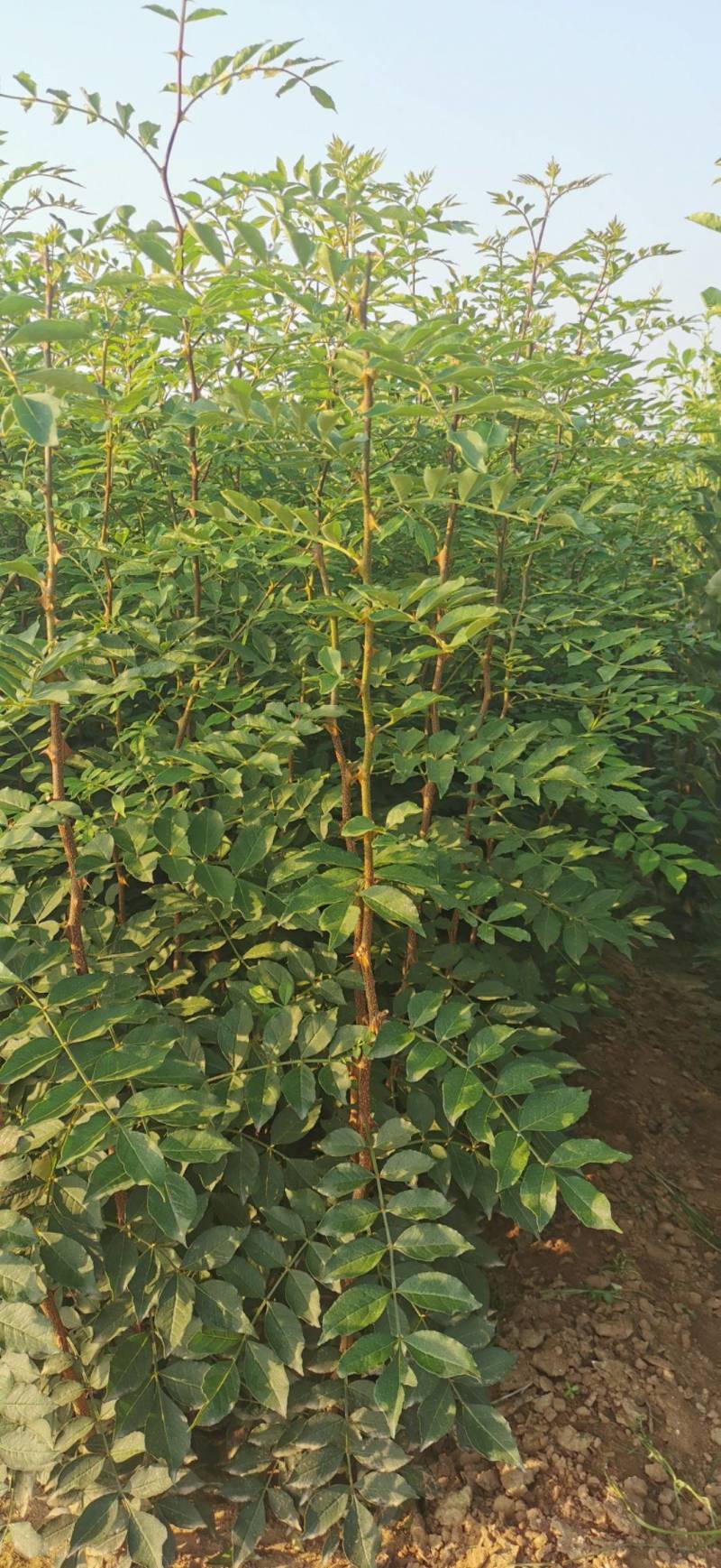 花椒苗南强二号大红袍九叶青花椒苗基地果苗