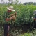 花椒苗南强二号大红袍九叶青花椒苗基地果苗