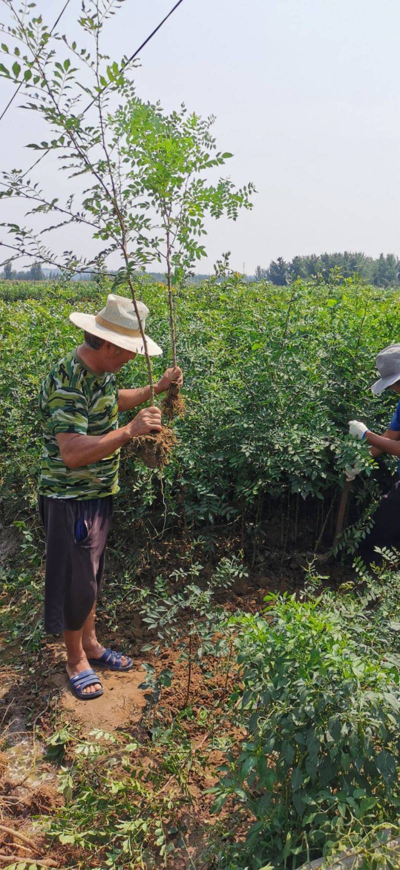 花椒苗南强二号大红袍九叶青花椒苗基地果苗