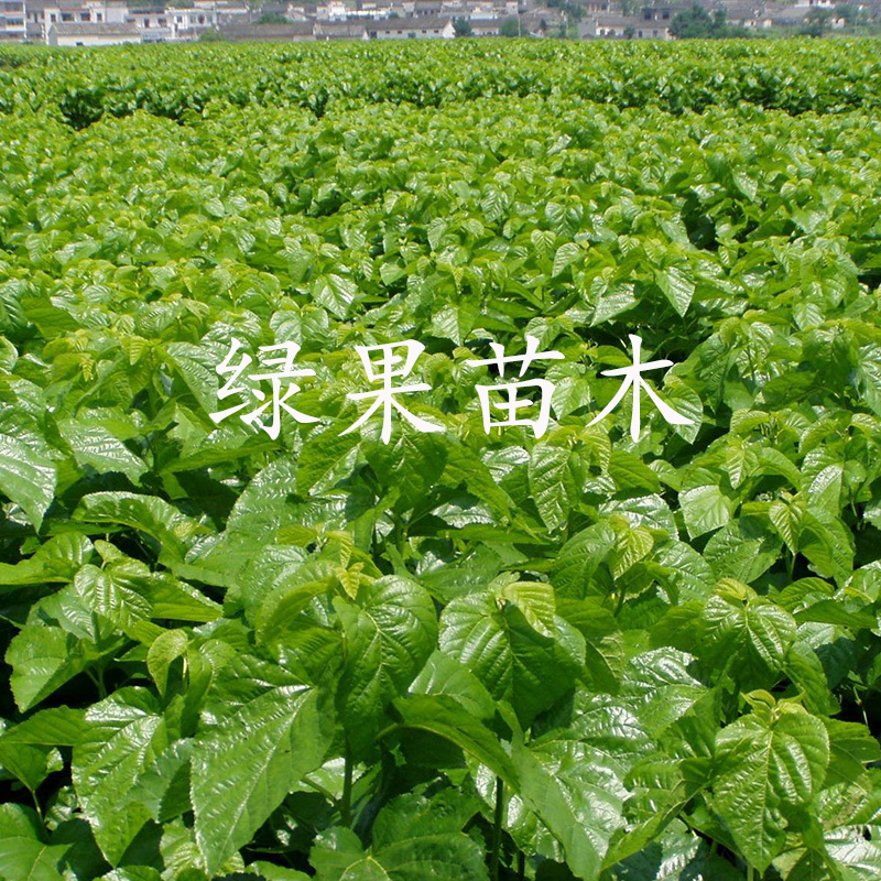 饲料桑树苗雅津蛋白桑高蛋白鸡鸭牛羊猪兔牧草果桑苗