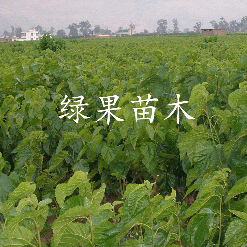 饲料桑树苗雅津蛋白桑高蛋白鸡鸭牛羊猪兔牧草果桑苗
