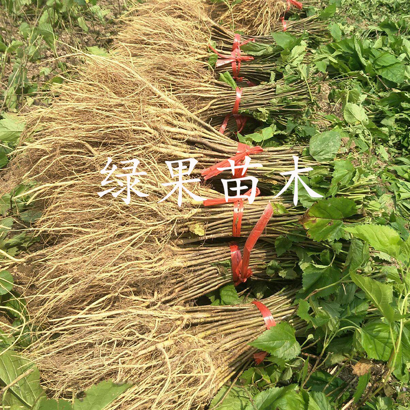 饲料桑树苗雅津蛋白桑高蛋白鸡鸭牛羊猪兔牧草果桑苗