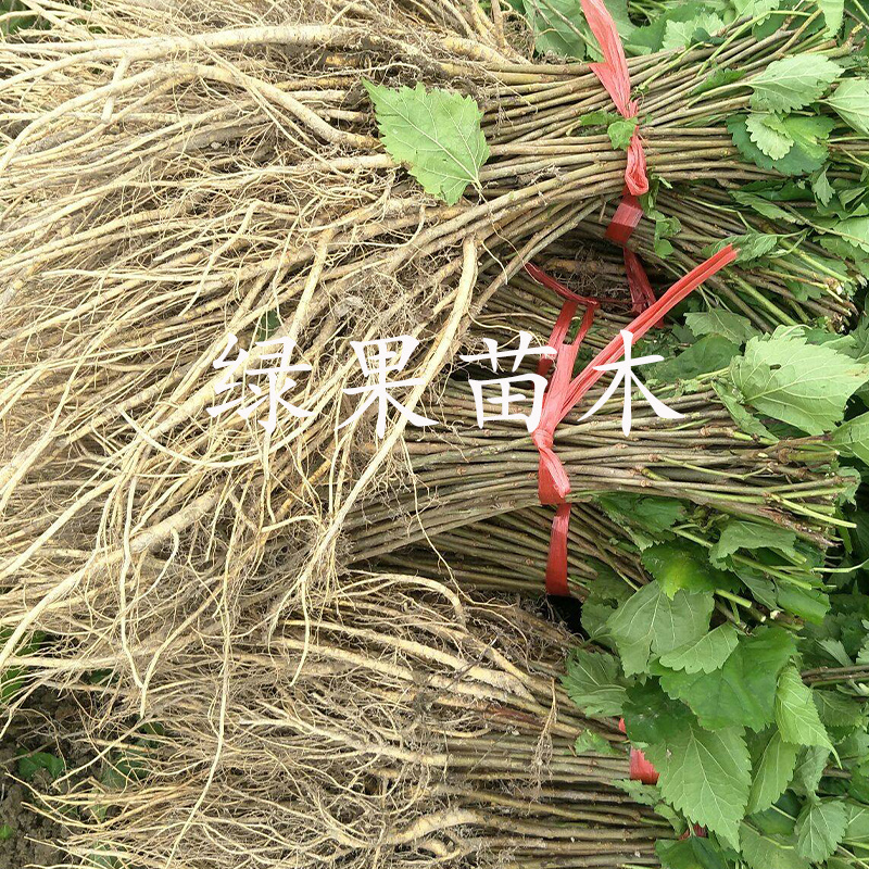 饲料桑树苗雅津蛋白桑高蛋白鸡鸭牛羊猪兔牧草果桑苗