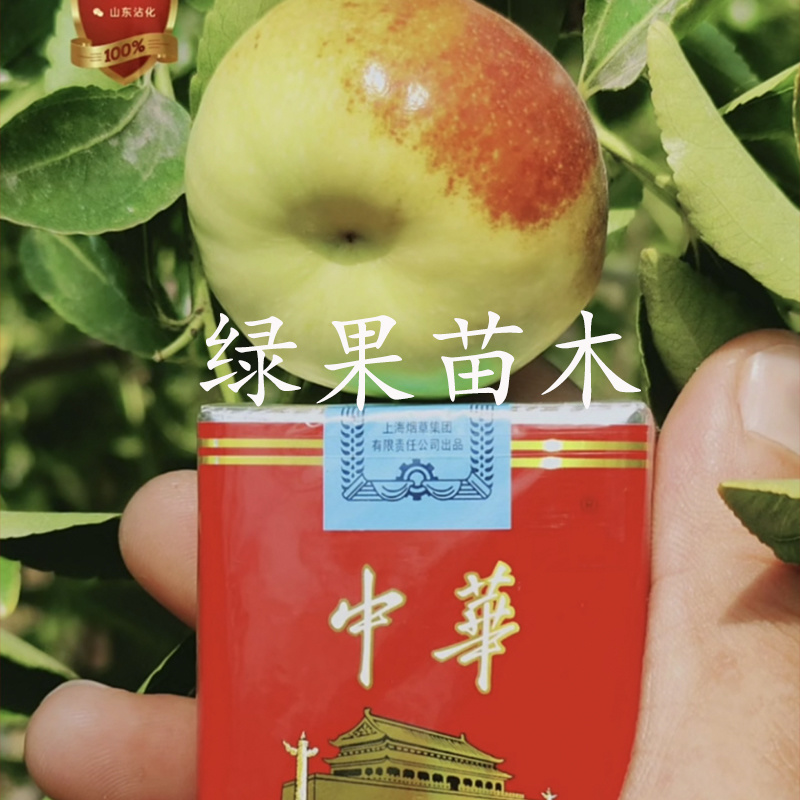 枣树苗嫁接蟠枣苗基地果苗南北方种植