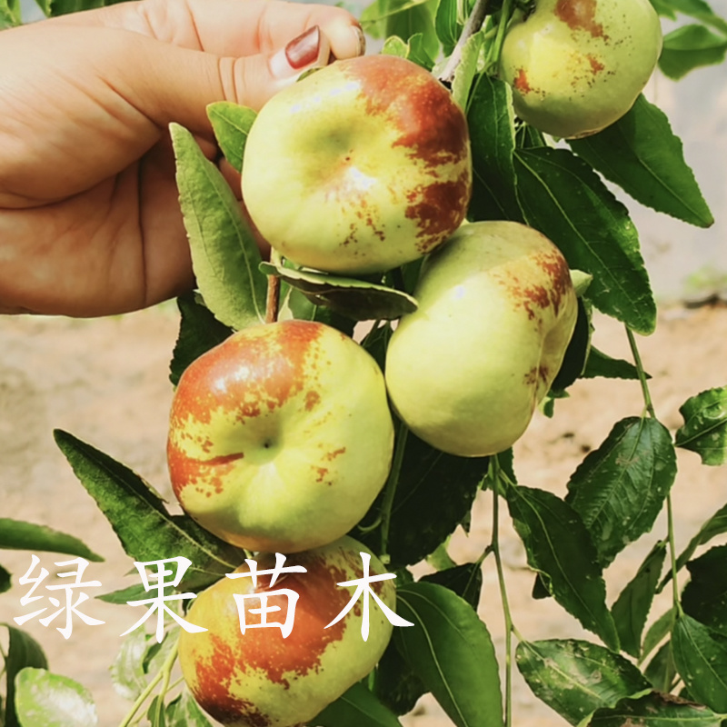 枣树苗嫁接蟠枣苗基地果苗南北方种植