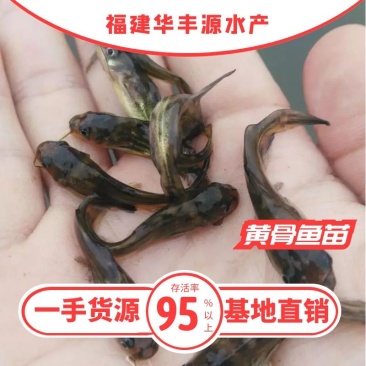 黄骨鱼苗批发产地直销运输损耗包赔杂交4-7公分