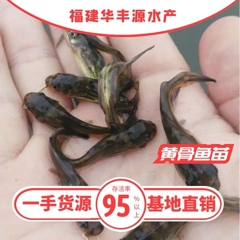 黄骨鱼苗批发产地直销运输损耗包赔杂交4-7公分