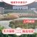 黄骨鱼苗批发产地直销运输损耗包赔杂交4-7公分
