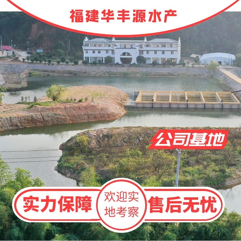 黄骨鱼苗批发产地直销运输损耗包赔杂交4-7公分