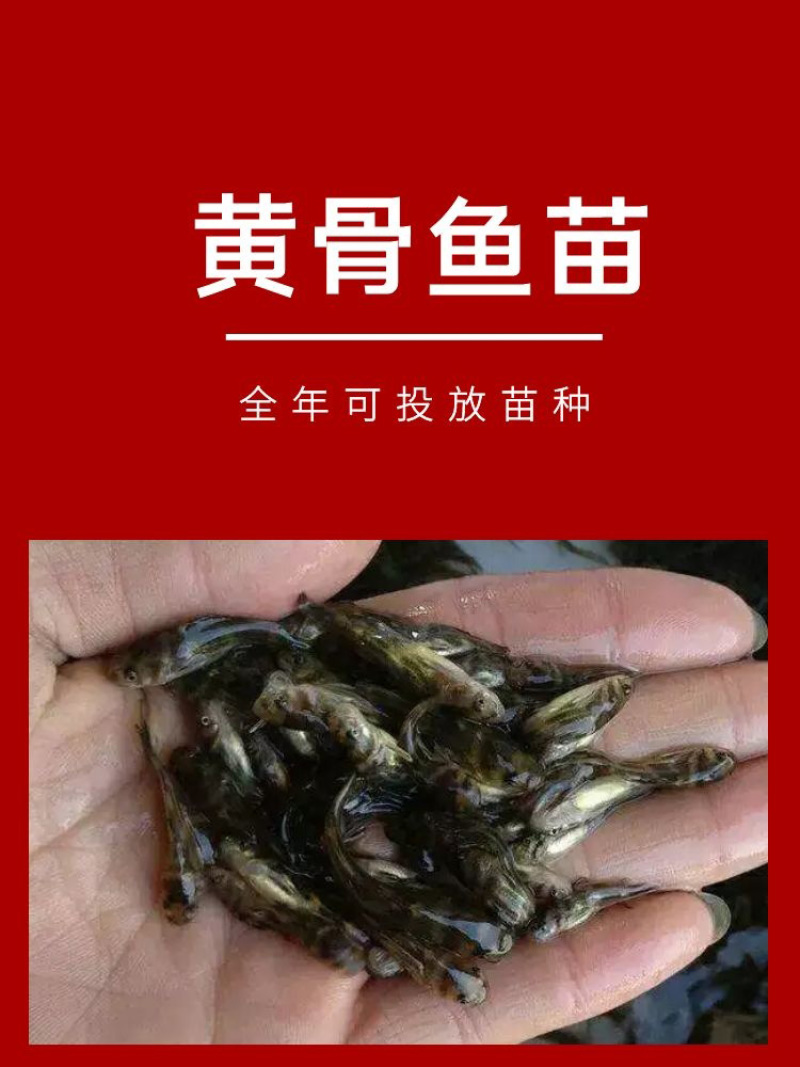 黄骨鱼苗批发产地直销运输损耗包赔杂交4-7公分