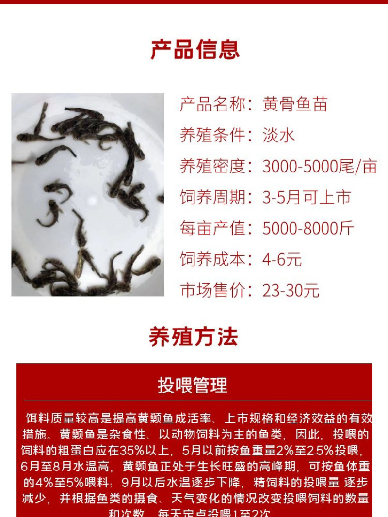 黄骨鱼苗批发产地直销运输损耗包赔杂交4-7公分