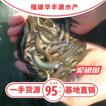 泥鳅苗批发产地直销寸苗小泥鳅自孵水花