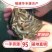 泥鳅苗批发产地直销寸苗小泥鳅自孵水花