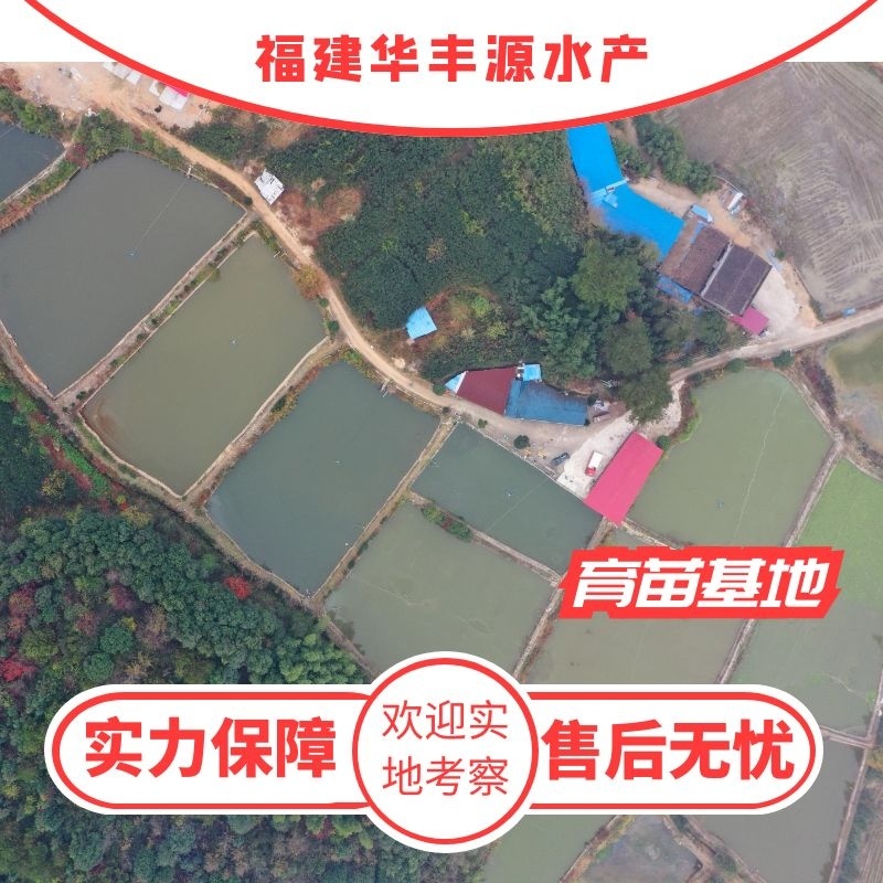 泥鳅苗批发产地直销寸苗小泥鳅自孵水花