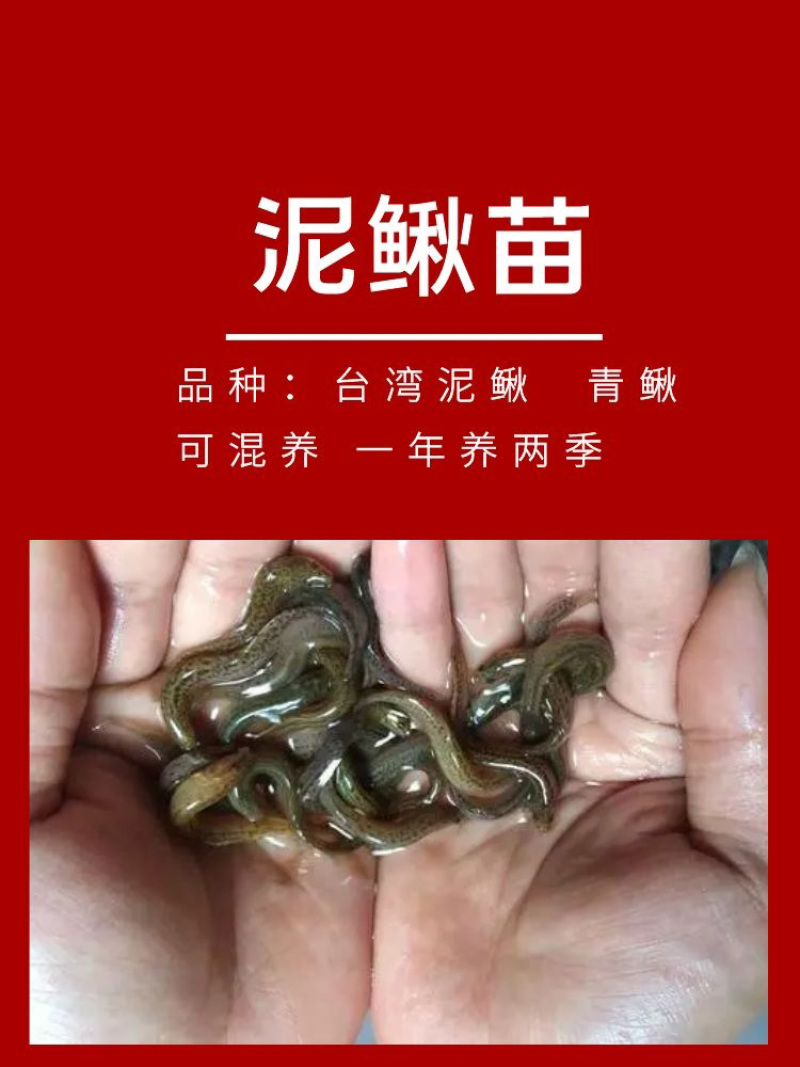 泥鳅苗批发产地直销寸苗小泥鳅自孵水花