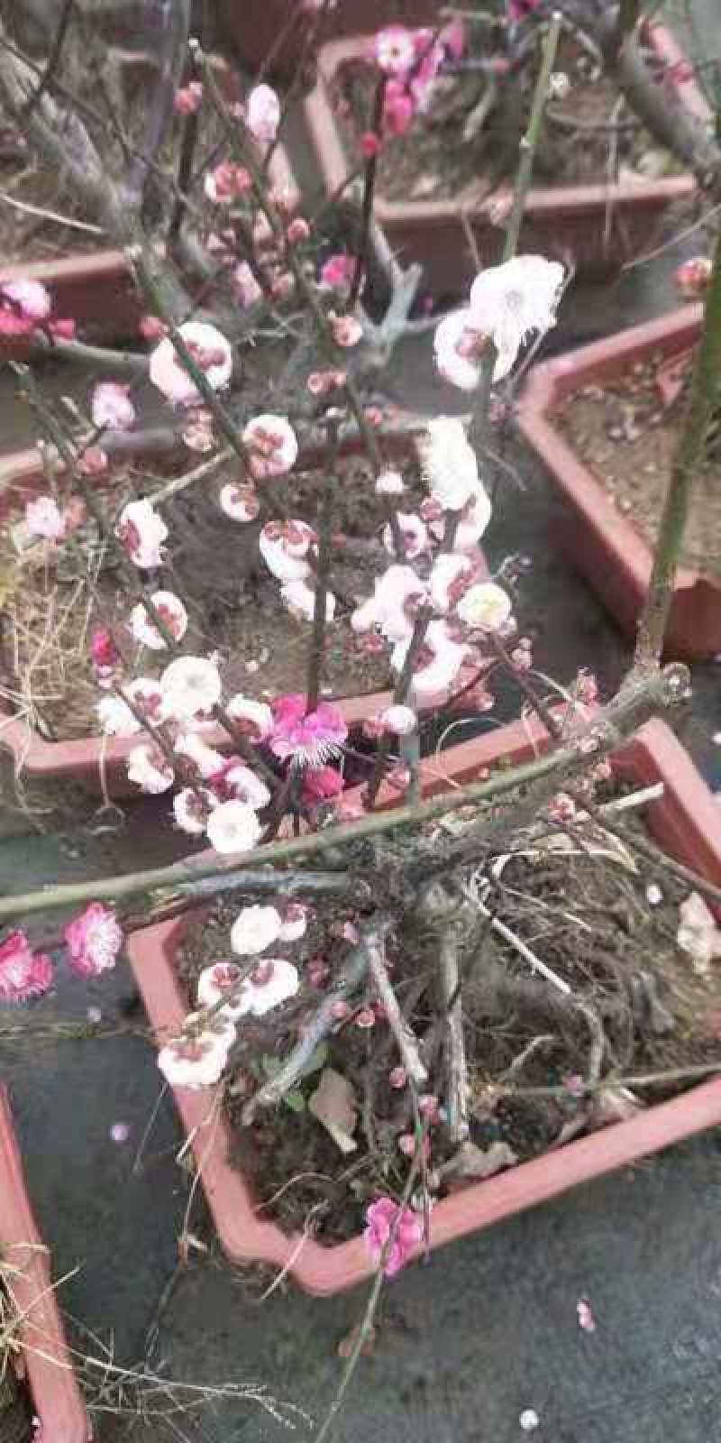 原生梅花苗骨里红梅花桩基地直发量大从优