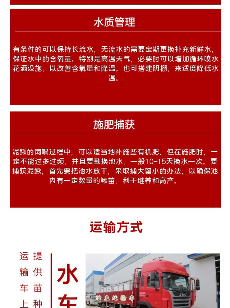 泥鳅苗批发产地直销寸苗小泥鳅自孵水花