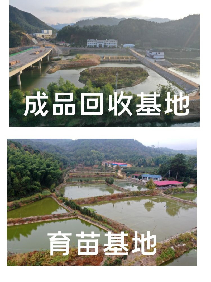 泥鳅苗批发产地直销寸苗小泥鳅自孵水花