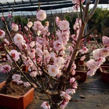 原生梅花苗骨里红梅花桩基地直发量大从优