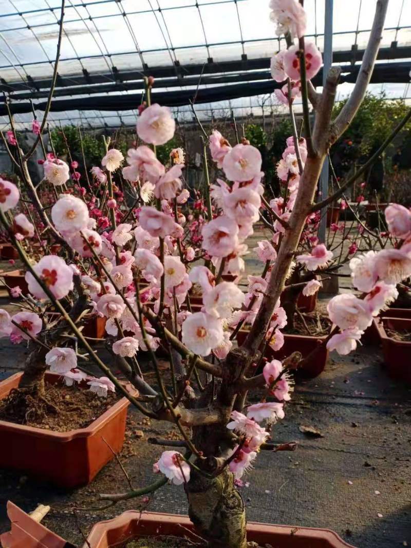 原生梅花苗骨里红梅花桩基地直发量大从优