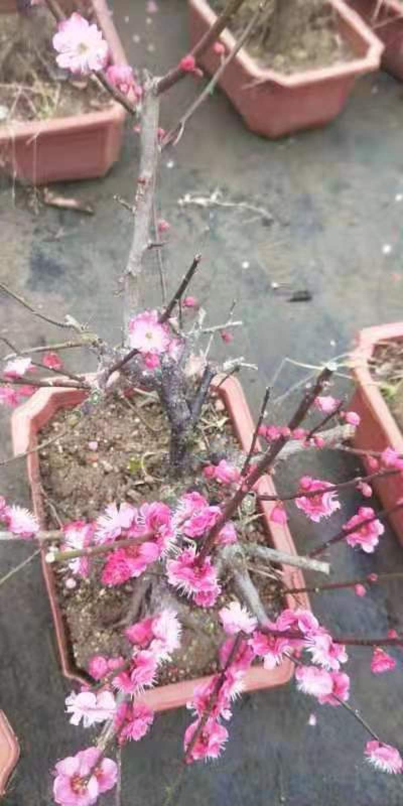 原生梅花苗骨里红梅花桩基地直发量大从优