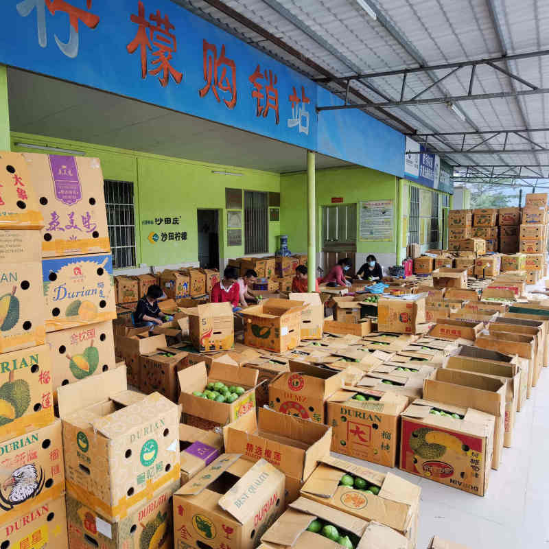 广州市白云区香水柠檬沙田柠檬新鲜光洁品质上乘现摘现发