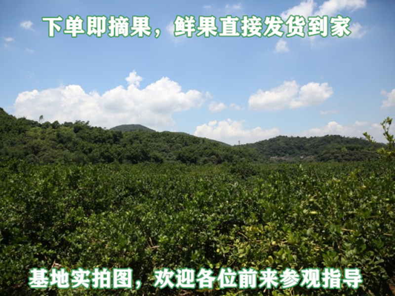 广州市白云区香水柠檬沙田柠檬新鲜光洁品质上乘现摘现发