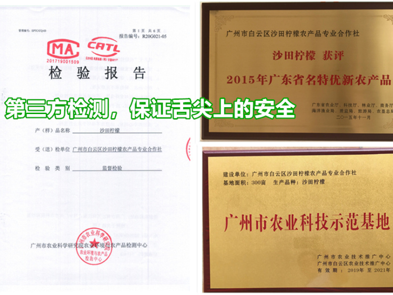 广州市白云区香水柠檬沙田柠檬新鲜光洁品质上乘现摘现发