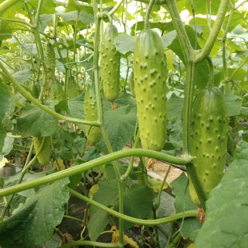 旱黄瓜苗批发田娇7号9号大刺溜黄瓜种苗未来系列黄瓜苗