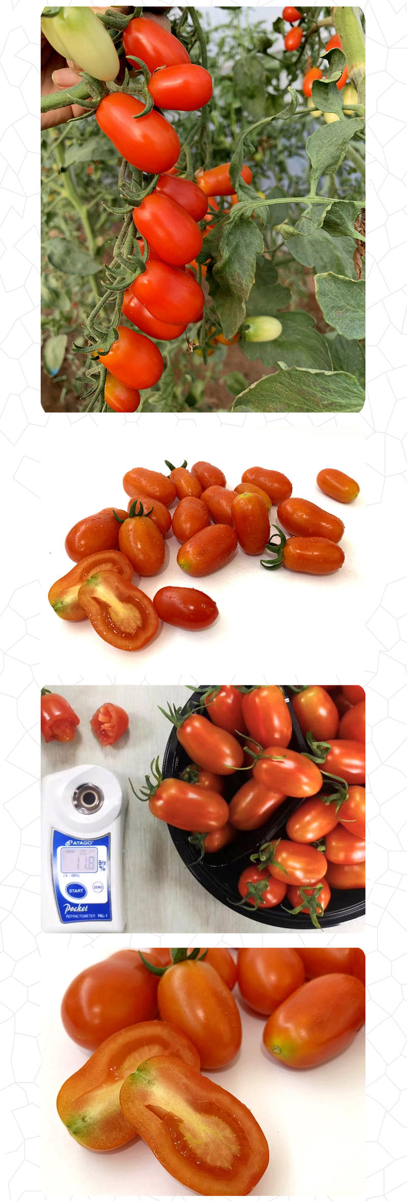 中科茂华蔬菜种子冰糖花生果番茄种子圣女果酸甜口圆形易种植