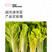 中科茂华快菜种子超光速快菜种子早熟20天大棵型黄芯小白菜