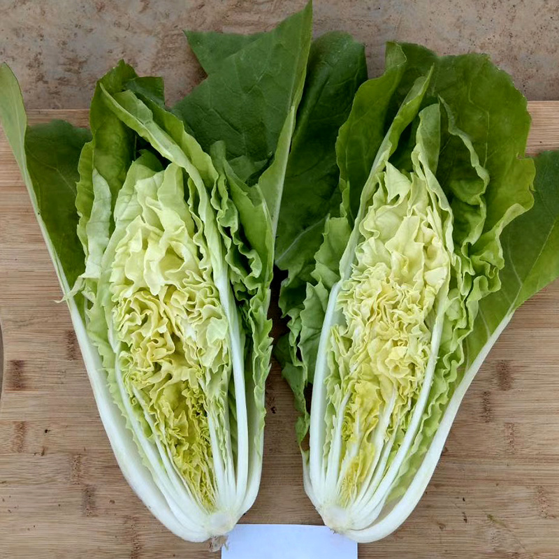 中科茂华快菜种子极光快菜种子早熟20天大棵型黄芯小白菜