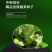 中科茂华快菜种子极光快菜种子早熟20天大棵型黄芯小白菜