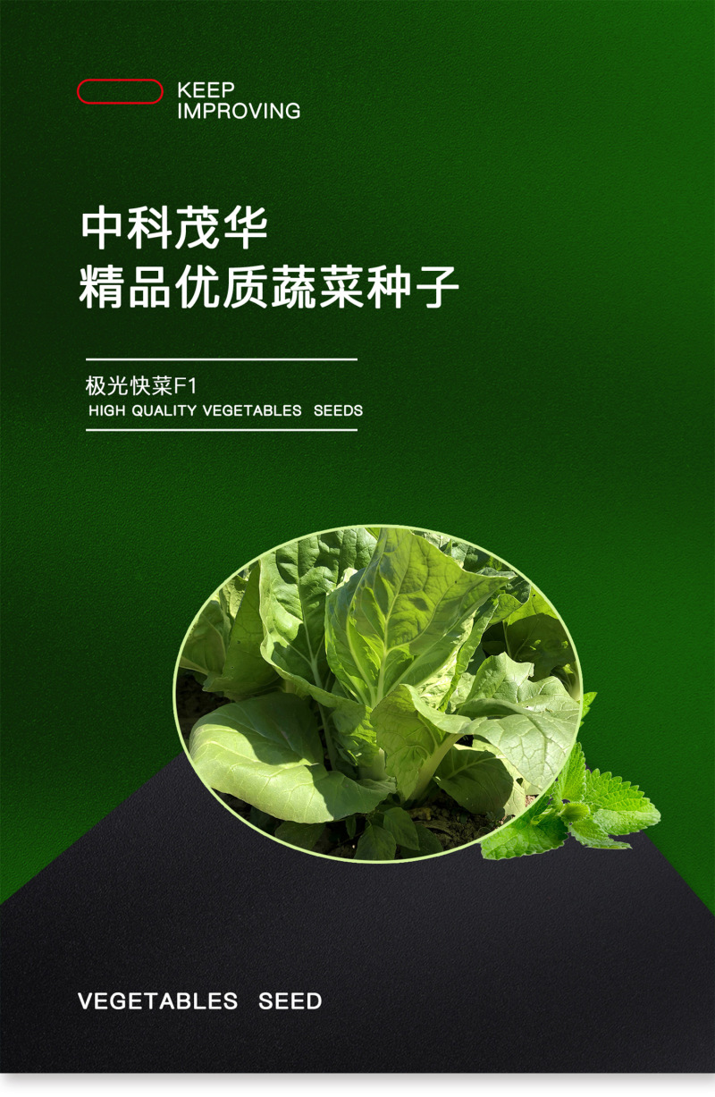 中科茂华快菜种子极光快菜种子早熟20天大棵型黄芯小白菜