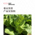 中科茂华快菜种子极光快菜种子早熟20天大棵型黄芯小白菜