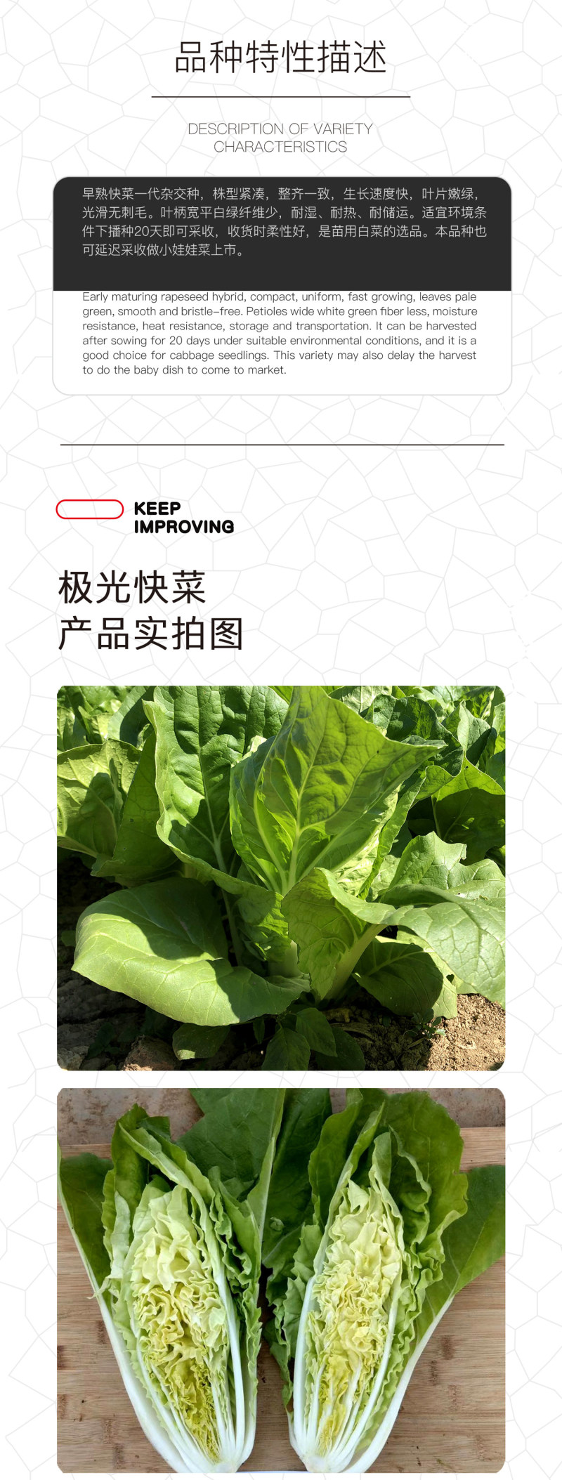 中科茂华快菜种子极光快菜种子早熟20天大棵型黄芯小白菜