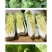 中科茂华快菜种子极光快菜种子早熟20天大棵型黄芯小白菜