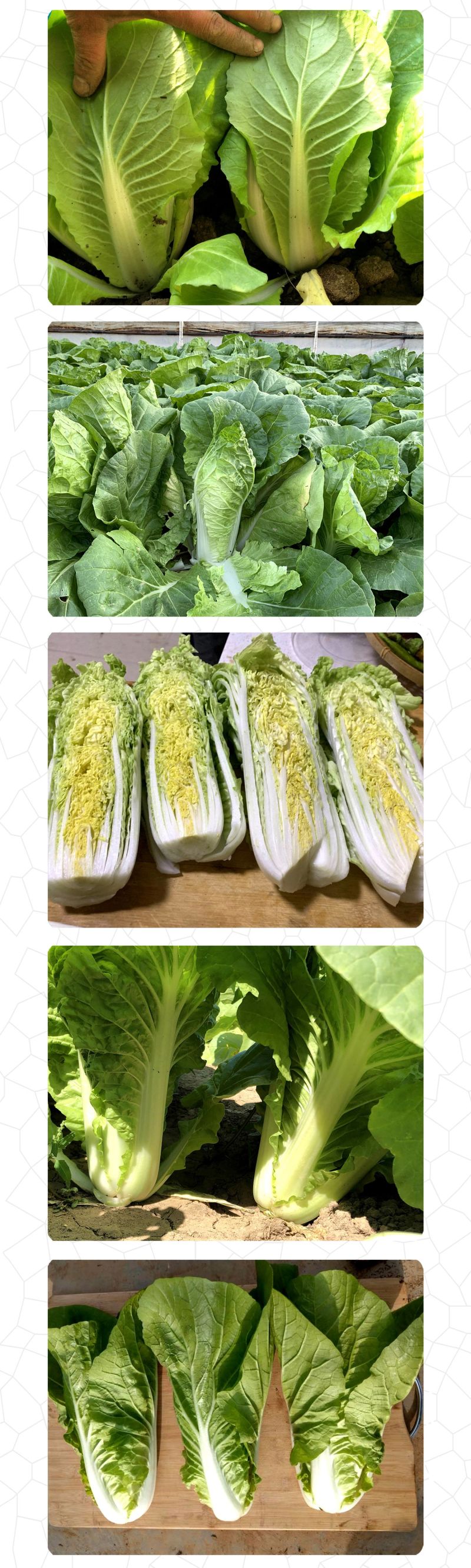 中科茂华快菜种子极光快菜种子早熟20天大棵型黄芯小白菜