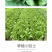 中科茂华快菜种子极光快菜种子早熟20天大棵型黄芯小白菜