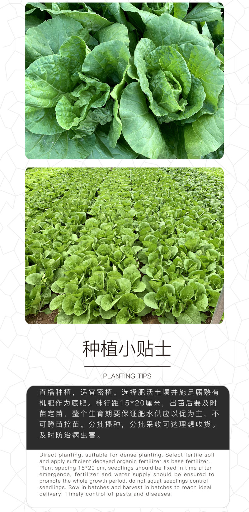 中科茂华快菜种子极光快菜种子早熟20天大棵型黄芯小白菜