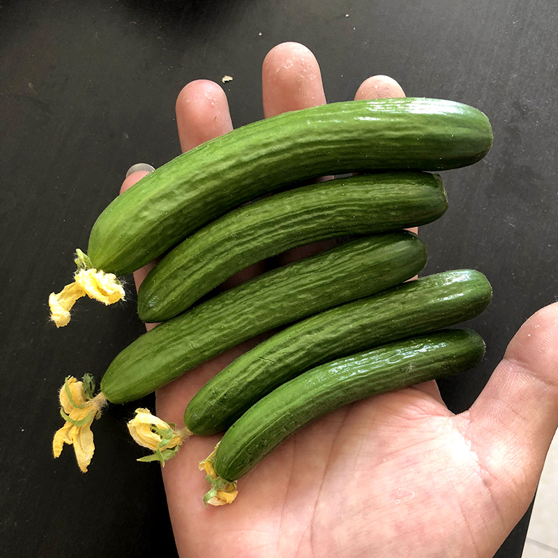 中科茂华蔬菜种子欧米蓝水果黄瓜种子F1全雌系节节有瓜