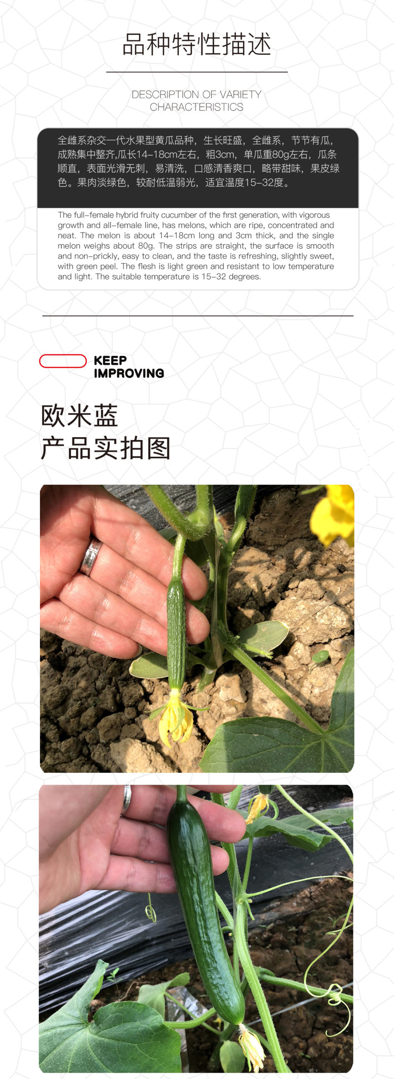 中科茂华蔬菜种子欧米蓝水果黄瓜种子F1全雌系节节有瓜