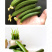 中科茂华蔬菜种子欧米蓝水果黄瓜种子F1全雌系节节有瓜